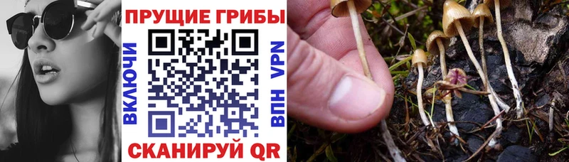Псилоцибиновые грибы GOLDEN TEACHER  кракен зеркало  Нерехта 